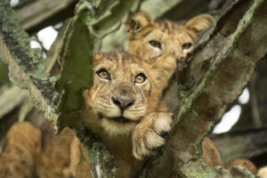 Lions in Tree