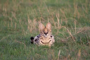 Lamaiserengeti25 Medium