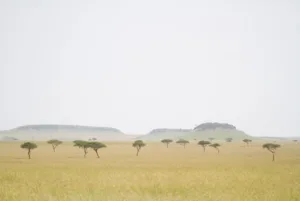 Lamaiserengeti26 Medium