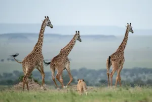 54148615813 D6c2a9f12e O Medium
