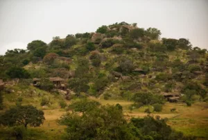 Lamaiserengeti01 Medium