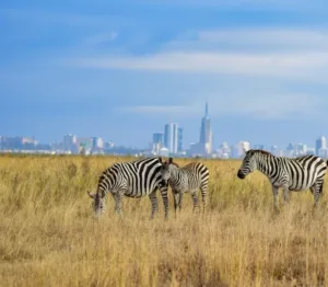 Nairobi National Park