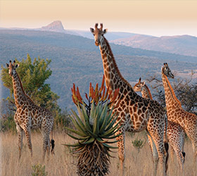 Kwazulu Natal Thumb 1