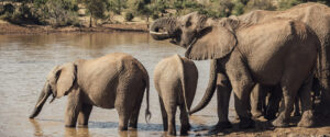 Telegraph Banner Tusk Conservation Awards