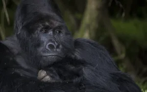 8 Gorilla Ah1i2661