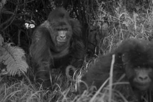 11 Gorilla Ah1i2713