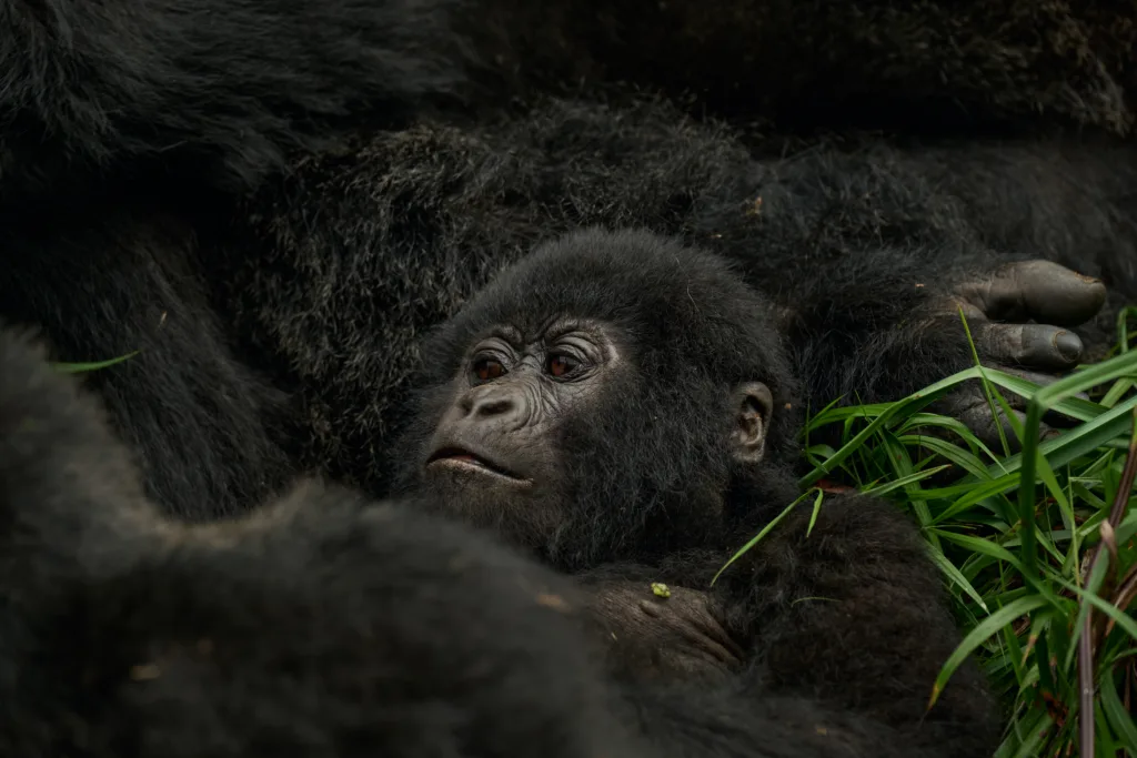4 Mgl Gorilla Bb