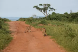 Nile Safari Lodge Lion
