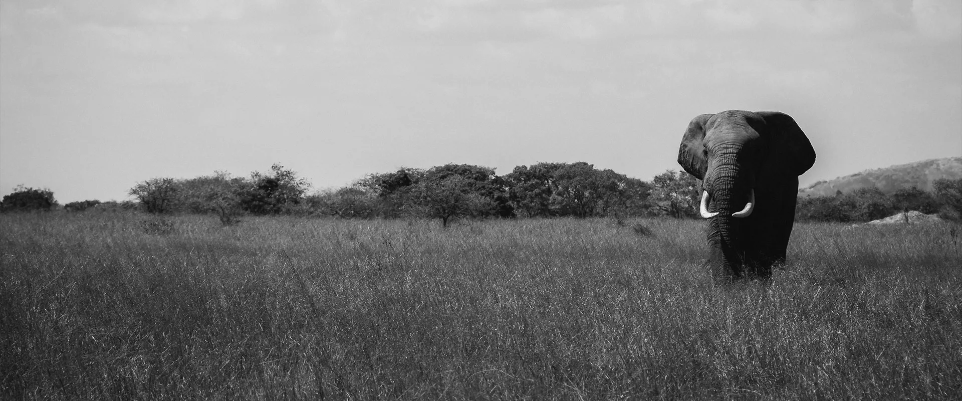Featured in The Mail: Running whilst spotting the Big Five