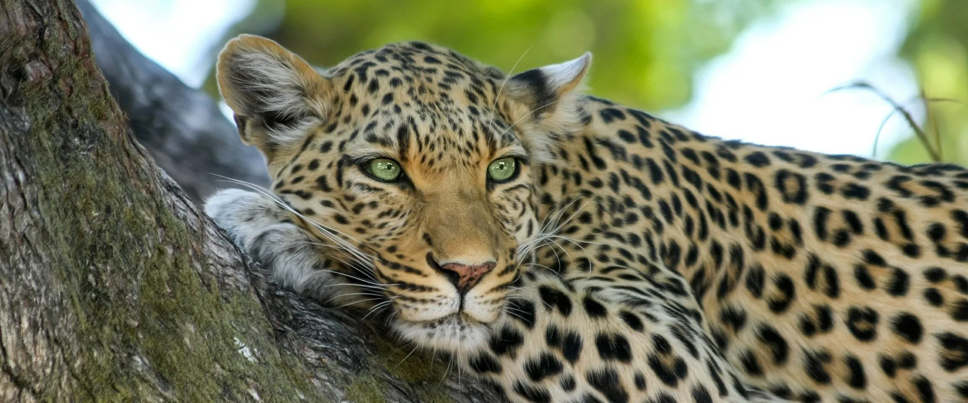 2026 safari openings that shift the dial