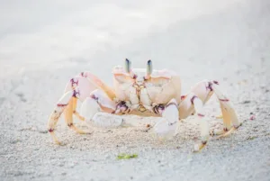 37 Fanjove Island Ghost Crab